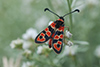 Zygaena fausta fortunata